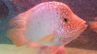 Male Super Red Texas Cichlid