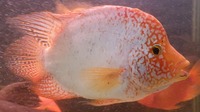 Male Super Red Texas Cichlid