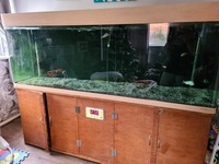 fish tank 6f
