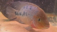 Unfaded Pearl Rose Queen Cichlid ( female ) £100