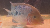 Unfaded Pearl Rose Queen Cichlid ( female ) £100