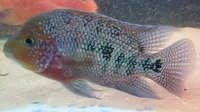 Unfaded Pearl Rose Queen Cichlid ( female ) £100