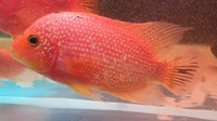 Faded Pearl Rose Queen Cichlid ( female ) £150