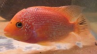 Faded Pearl Rose Queen Cichlid ( female ) £150