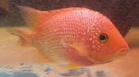 Faded Pearl Rose Queen Cichlid ( female ) £150