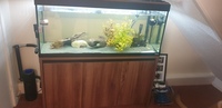 240 litre fluval tank and dark brown cabinet