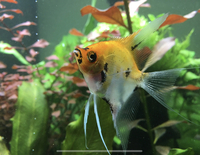 FREE : Angel fish (4xKoi 1xSilver) and Bleeding Heat Tetra (3x)