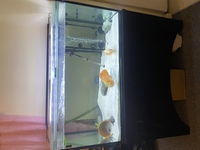4x2x2 Aquarium/Fish Tank