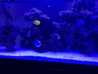 EHEIM INCPIRIA 400l reef tank for sale