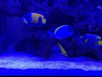 EHEIM INCPIRIA 400l reef tank for sale