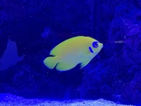 EHEIM INCPIRIA 400l reef tank for sale