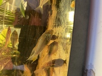 Breeding pair rare Apsitogramma Megastoma