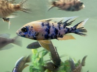 Malawi Ahli ob cichlid 3 inch