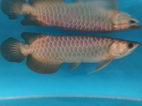 PLANET AROWANA FULL STCKLIST