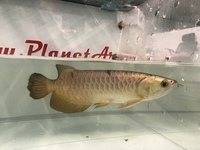 PLANET AROWANA FULL STCKLIST