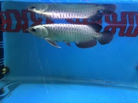 PLANET AROWANA FULL STCKLIST