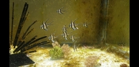 Baby banggai cardinals