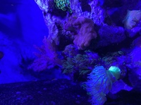 Nano Reef Contents