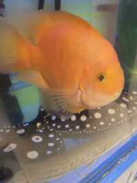 Discus, Red texas, King Kong parrot for sale
