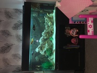 Fish tank and fish