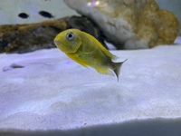 Tropheus Kiriza Gold (SOLD)