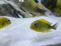 Tropheus Kiriza Gold (SOLD)