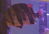 Large Datnoid