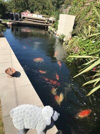 Howie Koi Dorset - Pond Cleaning and Maintenance - Covers Dorset, Hampshire and Somerset