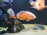 Closing down 6 ft aquarium