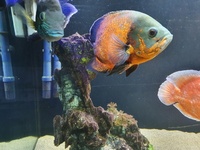 Closing down 6 ft aquarium