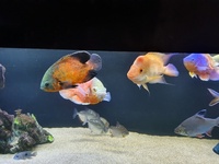 Closing down 6 ft aquarium