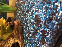 Convict Cichlids babies for sale