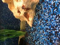 Convict Cichlids babies for sale