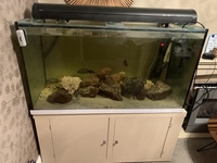Malawis & Tanganyikans in 500 Litre full set up