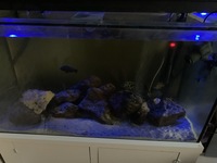 Malawis & Tanganyikans in 500 Litre full set up