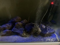 Malawis & Tanganyikans in 500 Litre full set up