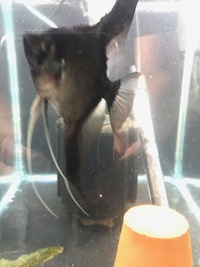 Stripe-less Bulgarian Green Seal Point x Dark Stripe-less Angelfish Young £2each