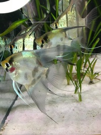 Stripe-less Bulgarian Green Seal Point x Dark Stripe-less Angelfish Young £2each