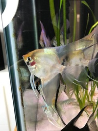 Stripe-less Bulgarian Green Seal Point x Dark Stripe-less Angelfish Young £2each