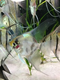 Stripe-less Bulgarian Green Seal Point x Dark Stripe-less Angelfish Young £2each