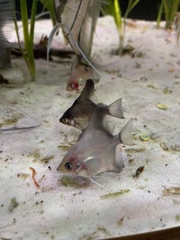 Stripe-less Bulgarian Green Seal Point x Dark Stripe-less Angelfish Young £2each