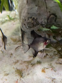 Stripe-less Bulgarian Green Seal Point x Dark Stripe-less Angelfish Young £2each