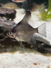 Stripe-less Bulgarian Green Seal Point x Dark Stripe-less Angelfish Young £2each