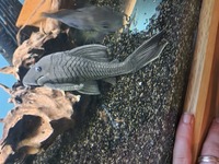 6x2x2 fish tank and South American cichlids and plecos