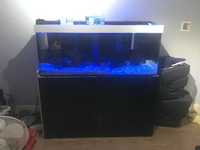 5.2.2 Tank with 16 frontosa