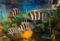 F1 Mpimbwe Frontosa Cichlid fish (Cyphotilapia gibberosa)