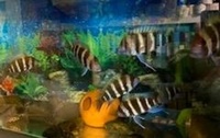 F1 Mpimbwe Frontosa Cichlid fish (Cyphotilapia gibberosa)