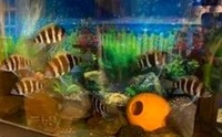 F1 Mpimbwe Frontosa Cichlid fish (Cyphotilapia gibberosa)