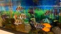 F1 Mpimbwe Frontosa Cichlid fish (Cyphotilapia gibberosa)