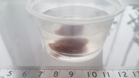Grow your own fish food - Microfex / Dero Worms Culture